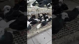 Güvercin #pigeon #kabootar #kabutar #birds #fyp #shorts #funnyvideo #music #mezat #kuşsevgisi #usa