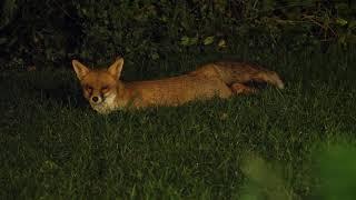 Yoga Fox