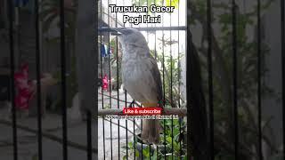 Trucukan gacor pagi hari‼#viral #trending #kicaumania #trucukan #trucuk #ropel #kicau #masteran #fyp