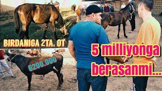 mol bozor  toy sotiladi Horse market