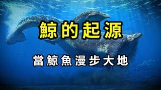 鯨魚的起源：當鯨魚漫步大地