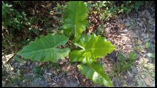 A brief look at my plants. #garden #nature #Shade #Sun