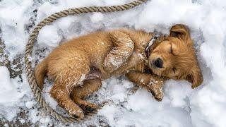 A Quiet Veteran Found a Dying Puppy in the Snow — Then He Discovered Who Left Him There