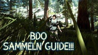 BDO Sammeln Guide - Alles was du wissen solltest!