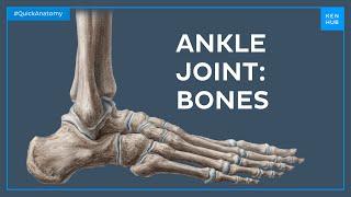 Bones of the ankle joint - Quick Anatomy | Kenhub