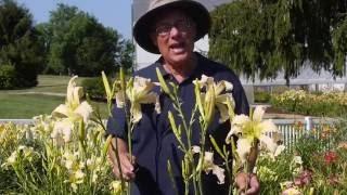 White Daylilies