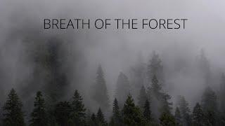 Breath of the Forest