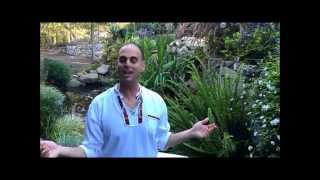 Pure Energy Series for Sun Chlorella: The Power of the Sun