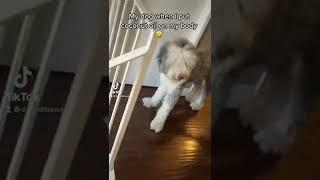 #dogsoftiktok #funnydogs