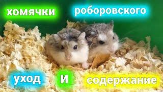 уход за ХОМЯКОМ РОБОРОВСКОГО  #хомуся