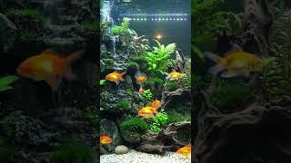 Characteristics of Goldfish #aquarium #goldfish #shorts