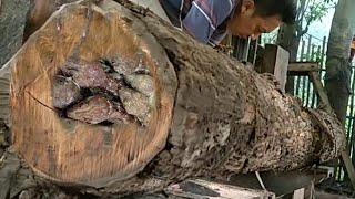 amazing old teak wood sawing beautiful grain