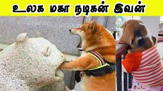 நடிப்புல உலக நாயகனே மிஞ்சிவிடுவான் போல  | Animal funny videos | Hoomans