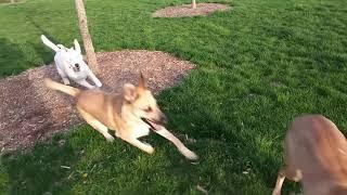 Abeona the greyhound-chased by other dogs