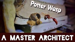 Potter Wasp builds a nest and lay a single egg | Wonders of Nature | Potter Wasp A Master Architect