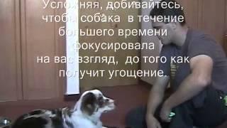 Кликер-тренинг - Приучение отзываться на кличку