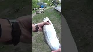 Ловля форели! ФОРЕЛЬ НА СПИННИНГ. На что ловить форель!!! #fishing #рыба #форель #рыбалка