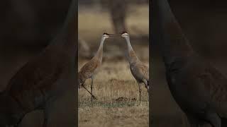 Listen To The Majestic Calls Of SANDHILL CRANES!