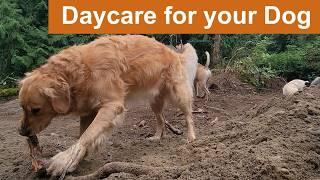  Happy Birthday Crusoe!  Daycare for your dog   Video made just for dogs.  