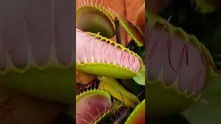 Venus Flytrap Bites my finger