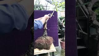 How To Shape  A Bonsai    # 47 Shorts Bonsai # Manilkara Zapota Bonsai # Sapotaceae # Gardening