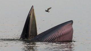 Facts: The Bryde's Whale