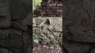 Metal Detecting Old Home Site in Woods