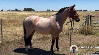 POTRO ROSILLO COLORADO MANSO DE ABAJO $1.100.000 LOSEQUINOS.COM