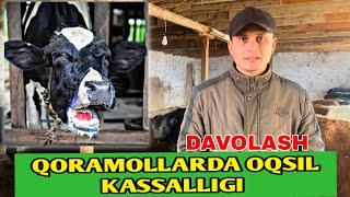 Qoramollarda OQSIL Kasalligini DAVOLASH || @ChorvaVET