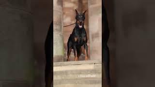 Doberman #videoedits60 #animals