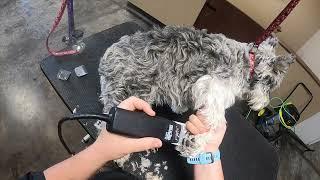 Schnauzer Grooming Surprise Results!