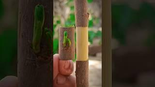 Ring grafting skills in fruit plants easy and successful #grafting #gardening #amazing #shorts