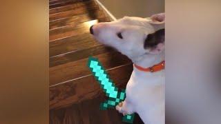 dog jumping down stairs minecraft