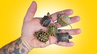 So Many Baby Turtles Are Hatching at Garden State Tortoise!