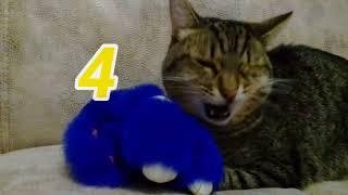 #кошечкин. Мой кот ведёт блог?! 10 фактов о моём коте