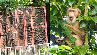 What happened when dad came to visit and Kaka the monkey was gone?