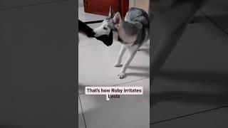 Rottweiler vs Husky | Dog Bonding #huskyworld #huskyindia #funnypuppy #dogfriendship