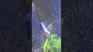 Wow! Father gives birth to hundreds of baby seahorses.