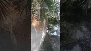 jalan minrok 900 to aumgree serem