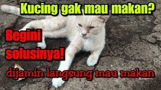 OBAT KUCING LEMAS GAK MAU MAKAN