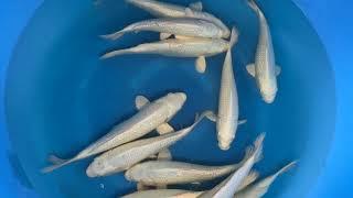 2025 YAN 202 Yamasan Nisai Platina Mix 30 35 cm SAMPLE