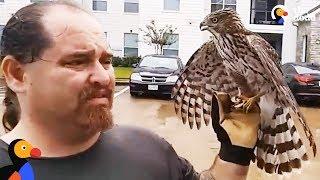 Harvey The Hurricane Hawk UPDATE: Hawk Hitches A Ride To Shelter During Hurricane | The Dodo