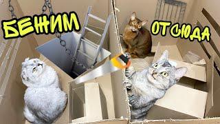 ПОБЕГ ИЗ КАРТОННОЙ ТЮРЬМЫ! Смогут ли коты выбраться?