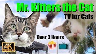 Mr. Kitters the Cat  Over 3 hours of television for you and your pets! 