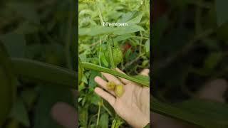 natural life  #naturelife #garden #farming #plants #succulent #success