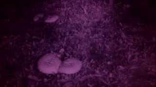 Inside a Fairy Ring on the night of a New Moon