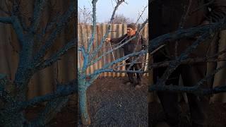 Spring Spraying of Fruit Trees  | Folk Recipes for Natural Garden Protection
