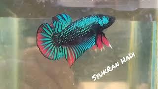 What If Hmpk Green Dragon Crossbreed Imbellis Betta? | F1 Hmpk Green Dragon X Imbellis| Samurai