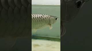 Qian hu Golden Arowana#shorts #shortsfeed #shortsvideo #youtubeshorts #trendingshorts #shortvideo