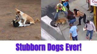 Stubborn Dogs Refuse to Stop Fighting!